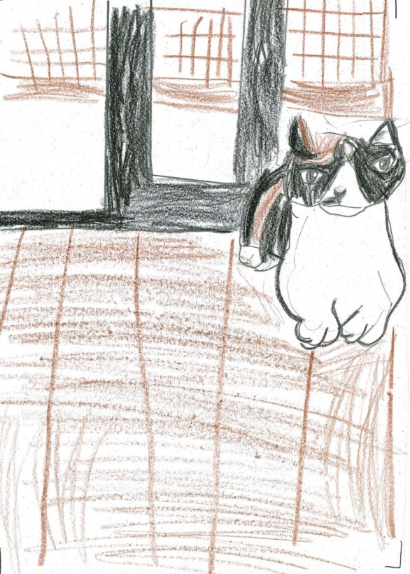 ym117 子ねこ
